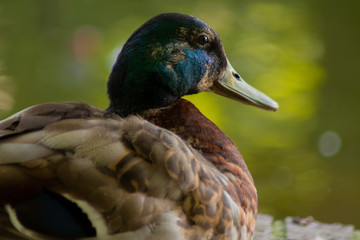 Duck