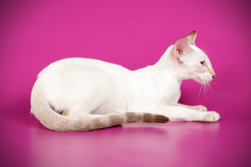 Siamese cat on colored backgrounds