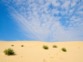 High blue sky with a small cloud over the sand dunes on a sunny summer day. Poor vegetation among the sands. The concept of heat and the impossibility of life.