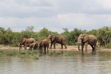 Afrikanischer Elefant / African elephant / Loxodonta africana
