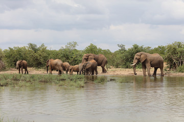Afrikanischer Elefant / African elephant / Loxodonta africana