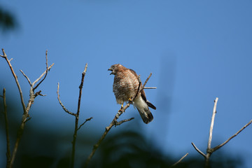 Broad Winged Hawk