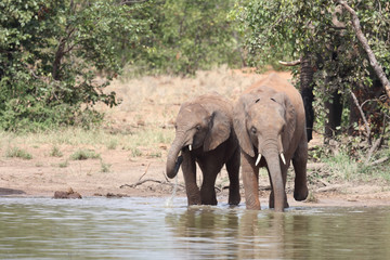 Afrikanischer Elefant / African elephant / Loxodonta africana