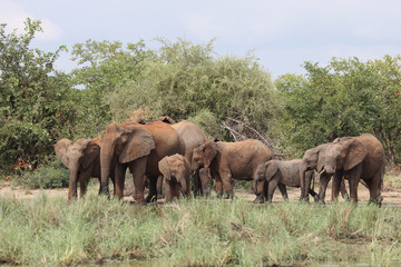 Afrikanischer Elefant / African elephant / Loxodonta africana
