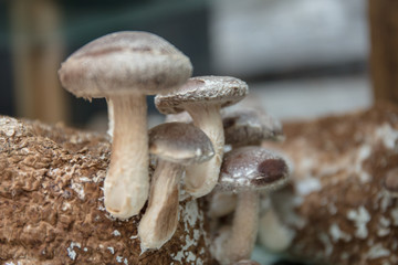 Mushroom farming