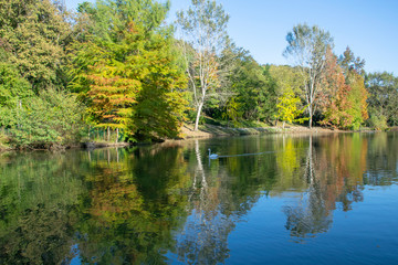 Image of the lake and swans on a background of trees in the Arboretum