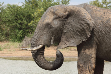 Obraz premium Afrikanischer Elefant / African elephant / Loxodonta africana