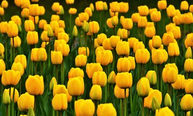 Obraz premium many beautiful blooming yellow tulips