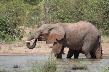 Afrikanischer Elefant / African elephant / Loxodonta africana