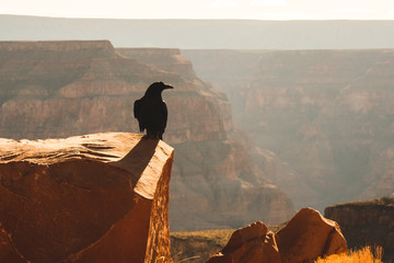 Detail of a crow sitting on the edge of a cliff in the West Rim, Grand Canyon, Arizona