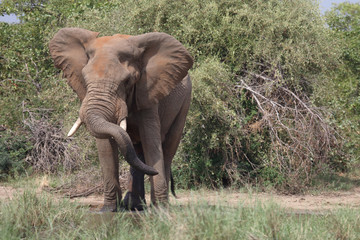 Afrikanischer Elefant / African elephant / Loxodonta africana