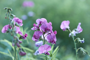 Fototapeta na wymiar Flowers in meadow. Close up. 