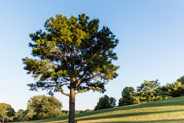 Fototapeta na wymiar Pine Tree against a Blue Sky