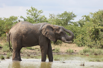 Afrikanischer Elefant / African elephant / Loxodonta africana