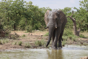 Afrikanischer Elefant / African elephant / Loxodonta africana