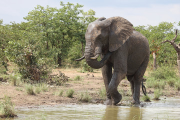 Afrikanischer Elefant / African elephant / Loxodonta africana
