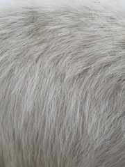 White wool with white top texture background, light natural sheep wool, white seamless cotton, texture