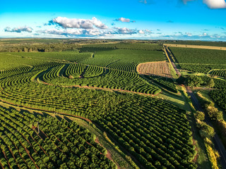 aerial viewof green coffee field in Brazil