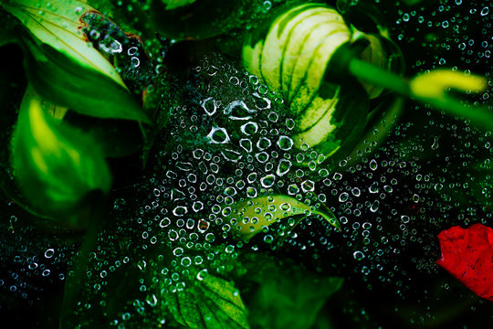 蜘蛛の巣についた水滴