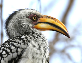 portrait of a yellow-billed hornbill (Tockus flavirostris), South Africa.