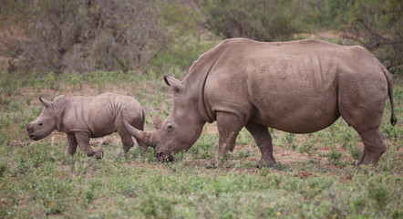rhino family in Kruger National Park