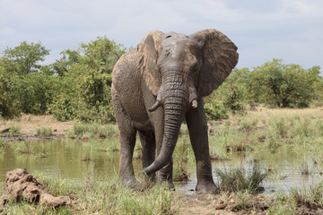 Obraz premium Afrikanischer Elefant / African elephant / Loxodonta africana