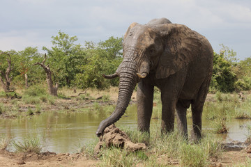 Afrikanischer Elefant / African elephant / Loxodonta africana