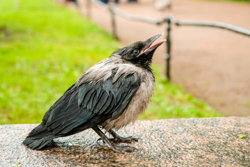 black disheveled and wet raven after a rain close up