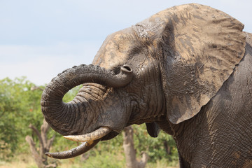 Afrikanischer Elefant / African elephant / Loxodonta africana