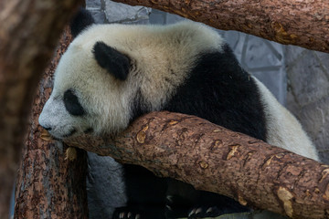 A giant panda lying on wooden construction of aviary and playing it selves. Cute animals of China....