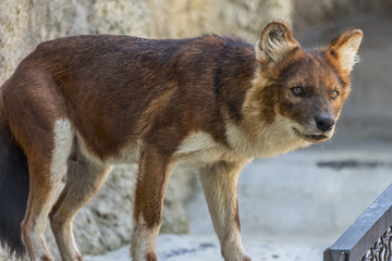 The dhole standing on the rock and looking away, side view. Asian predators close up. Endangered animals of the world.