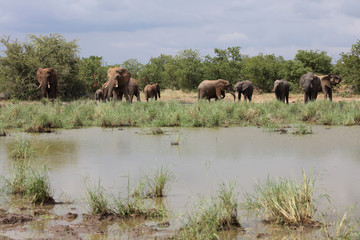 Afrikanischer Elefant / African elephant / Loxodonta africana