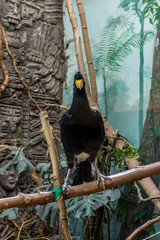 Black (crested) curassow on the branch, side view. American birds.