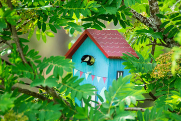 Bird feeding his chicks in a birdhouse