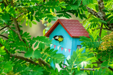 Bird feeding his chicks in a birdhouse