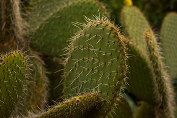 Cactus suaviza mis yemas con su piel ♫♫