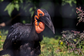 Portrait of the southern ground hornbill close up, side view. Beautiful and charming bird of the world. African savannas birds.
