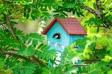 Bird feeding his chicks in a birdhouse