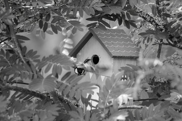 Bird feeding his chicks in a birdhouse