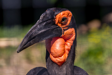 Portrait of the southern ground hornbill close up, side view. Beautiful and charming bird of the world. African savannas birds. © dimakig
