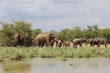 Afrikanischer Elefant / African elephant / Loxodonta africana