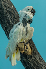Cockatoos on the branch. Bird with no feathers sleeping on the tree. Australian birds close up.