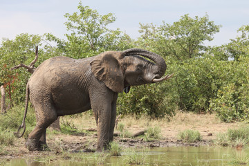Fototapeta premium Afrikanischer Elefant / African elephant / Loxodonta africana