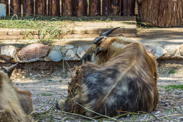 Sichuan takin lying behind the tree on the floor, back side view. Hoofed mammals of China.