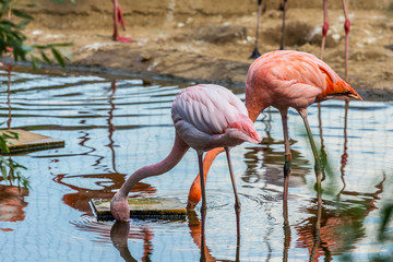 Flock of beautiful and graceful flamingo on the pond. Waterfowl birds in the city.