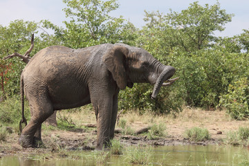 Afrikanischer Elefant / African elephant / Loxodonta africana