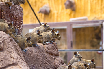 several cute degu are sitting on a rock