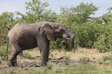 Obraz premium Afrikanischer Elefant / African elephant / Loxodonta africana