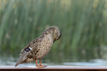 Big duck stands close to water with blured background