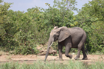 Obraz premium Afrikanischer Elefant / African elephant / Loxodonta africana